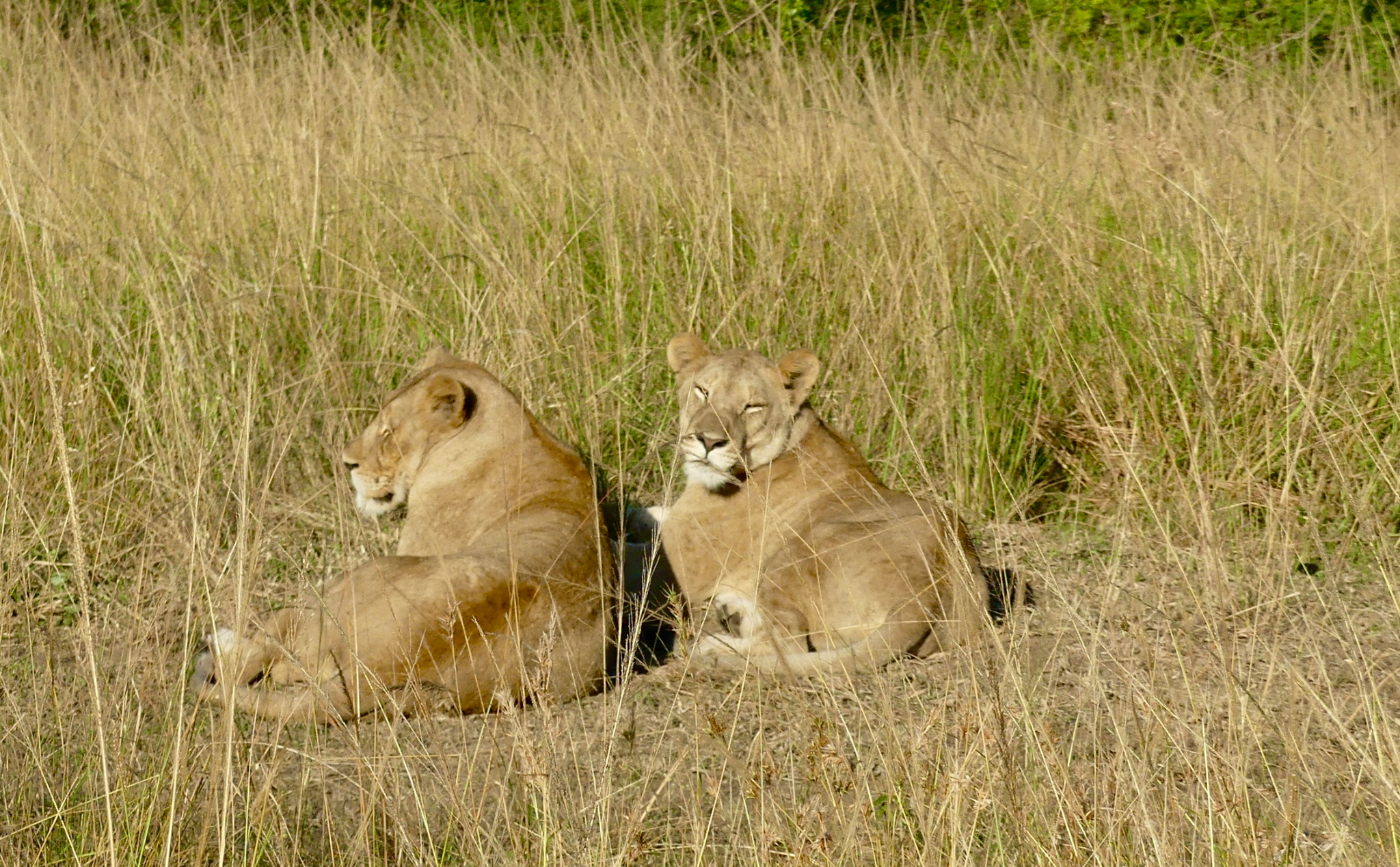Lions Resting